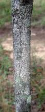 Image result for Pleurostylia africana