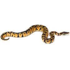 Fancy Ball Python Live Reptiles Petsmart Pets Ball Python Fancy Ball