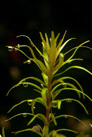 Image result for Rotala mexicana