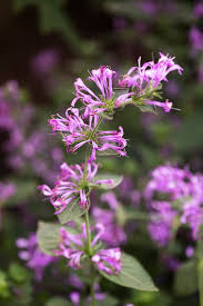 Image result for Hypoestes aristata