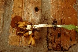 Image result for Habenaria tentaculigera