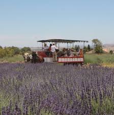 Check spelling or type a new query. 123 Farm Has A Lavender Festival In Socal That You Can Explore