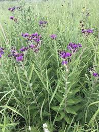 Image result for Vernonia