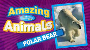 Polar Bear Profile With Pictures Facts And Map National Geographic Kids Animals Polar Bear Fun Facts About Animals