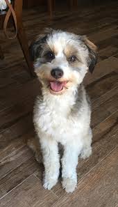 Lost Dog Found in Miami