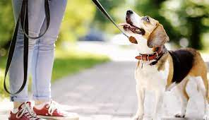 How To Clean Your Dog S Leash Best Friends Pet Care