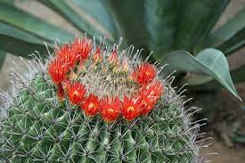 Cactus flowers tend to last just one day. When Does A Barrel Cactus Bloom Dummer Garden Manage Gfinger Es La App De Jardineria Mas Profesional