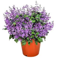 Image result for Monadenium laeve