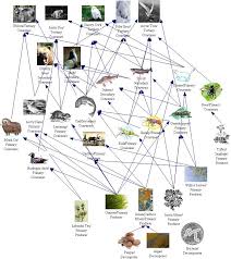 Need This For My Bio Lab Project Food Chain Activities Food Web Alaskan Food