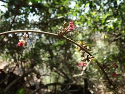 Image result for Englerodendron mengei