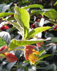 Image result for Faroa involucrata