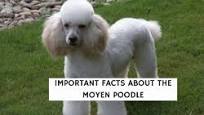 Moyen Poodle full grown from welovedoodles.com