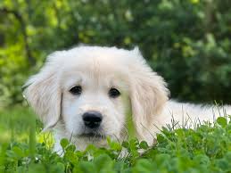 Adorable Golden Retriever Puppy Hal