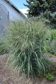 Image result for Panicum novemnerve