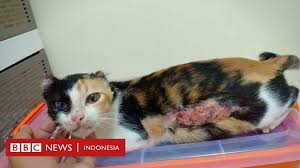 Kucing lebih mungkin selamat jika terjatuh dari lantai 20 daripada lantai 7. Kucing Dan Anjing Jalanan Yang Disiksa Apa Salah Kami Sehingga Dijahati Bbc News Indonesia