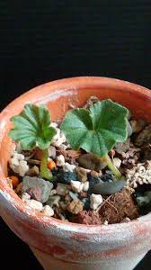 Image result for Nervilia crociformis