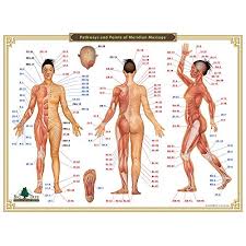 acupressure chart 12 meridians and points