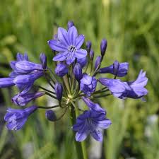 Image result for Agapanthus inapertus