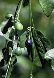 Image result for Passiflora suberosa