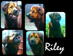 Riley The Leader Of A Pack Of Stray Dogs From Homeward Bound Ii Lost In San Francisco Dogs Animals Puppies