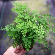 Image result for Adiantum vogelii