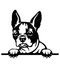 Black And White Boston Terrier Cartoon 