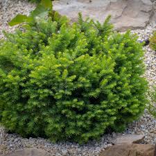 < image 1 of 3 >. Use Dwarf Evergreens To Give Your Garden Structure