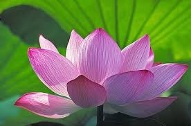 Lotus Flower Buddha Jpg Flowers Buddha Flower Lotus Flower Meaning