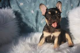 Before we will provide stud service we must see: Available French Bulldog Puppies