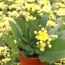 Image result for Kalanchoe blossfeldiana