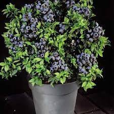 25 X Blueberry Seeds Dwarf Plant Full Size Fruit Healthy Edible Berries Uk Plants Blueberry Plant Berry Plants
