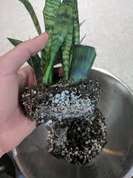My son knocked it over and it all came apart.the roots fell off and now i'm stuck with stumps. Snake Plant Cuttings Repot Because I Find Weeding To Be Great Stress Relief