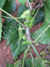 Image result for Ricinodendron