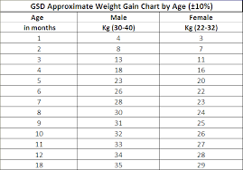 German Shepherd Puppy Growth Chart Goldenacresdogs Com