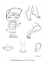 Body parts coloring pages for preschool. One Body Many Parts Coloring Pages Free Human Body Coloring Pages Kidadl