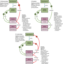 Hormonal Control Of Human Reproduction Boundless Biology