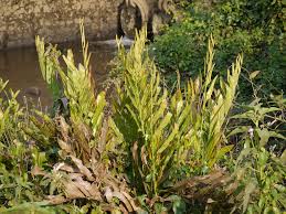 Image result for Acrostichum aureum