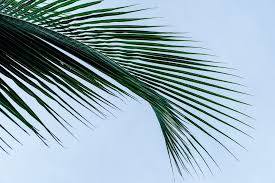 The best gifs are on giphy. 22 Free Public Domain Palm Tree Photos Fancycrave