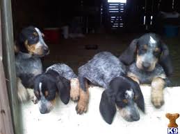 The perfect puppy is waiting for you. Pinterest