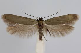 Image result for Scythris crypta
