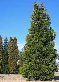 Image result for Calocedrus decurrens