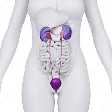 Each year, nearly 90,000 women in the united states are diagnosed with a gynecologic cancer, such as endometrial (also known as uterine cancer), ovarian cancer or cervical cancer. 11 Bladder Cancer Symptoms You Need To Know