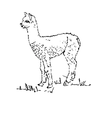 Alpaca Coloring Pages Printable Coloring Pages Alpaca Color Here you can explore hq alpaca transparent illustrations, icons and clipart with filter setting like size, type, color etc.