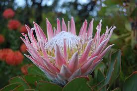 Image result for Protea gaguedi