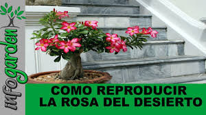 We did not find results for: Como Reproducir Rosa Del Desierto Por Semillas Youtube