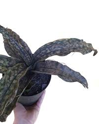 Image result for Sansevieria kirkii