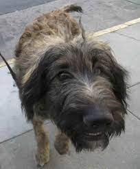 Check spelling or type a new query. German Shepherd Poodle Mix For Sale Petsidi