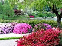 How Magnificently Tranquil Is This Japanese Garden Plants Japanese Plants Azaleas Garden