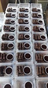 Agar semakin komplit terkadang roti jala kuah kari ayam ini disajikan dengan acar. Dari Saja Saja Buat Makan Resipi Roti Jala Sos Coklat Brother Ni Boleh Buat Duit