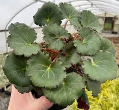 Image result for Galiniera saxifraga
